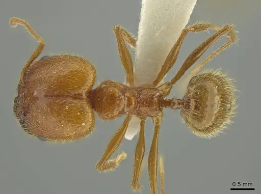 Pheidole galba specimen JTLC000016382 image jtlc000016382_1