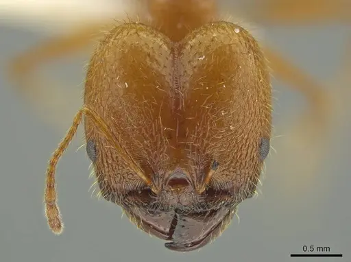 Pheidole galba specimen JTLC000016382 image jtlc000016382_2