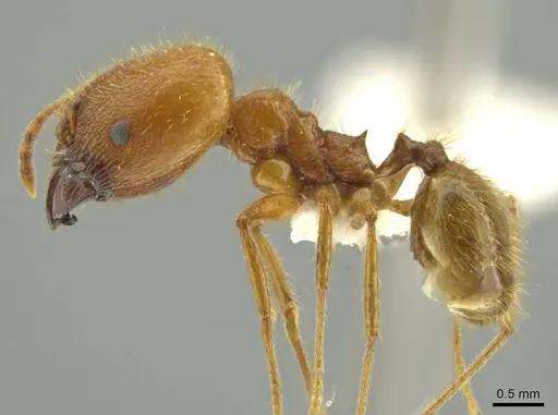 Pheidole galba specimen JTLC000016382 image jtlc000016382_3