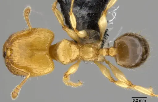 Pheidole gambogia specimen CASENT0219481 image casent0219481_1