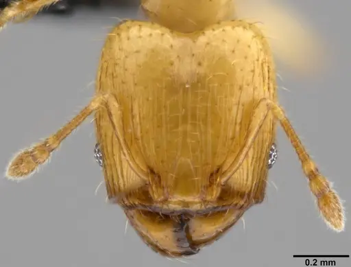 Pheidole gambogia specimen CASENT0219481 image casent0219481_2