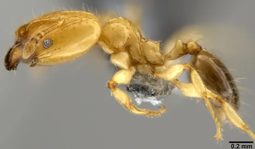 Pheidole gambogia specimen CASENT0219481 image casent0219481_3