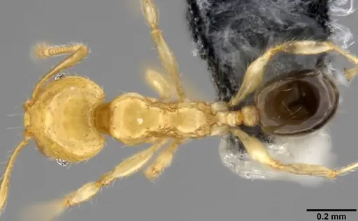 Pheidole gambogia specimen CASENT0282636 image casent0282636_1