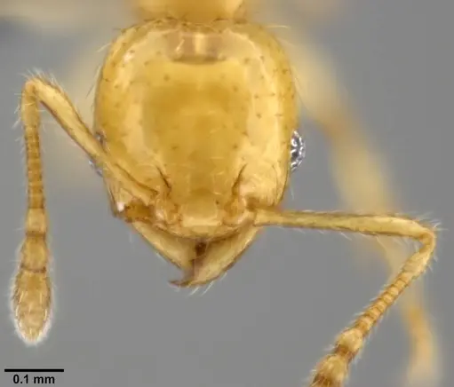 Pheidole gambogia specimen CASENT0282636 image casent0282636_2