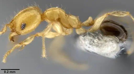 Pheidole gambogia specimen CASENT0282636 image casent0282636_3