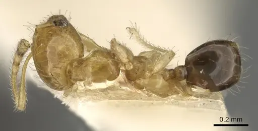 Pheidole gambogia specimen CASENT0901529 image casent0901529_1