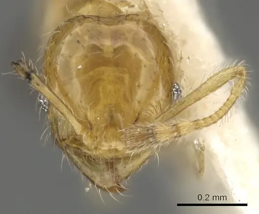 Pheidole gambogia specimen CASENT0901529 image casent0901529_2