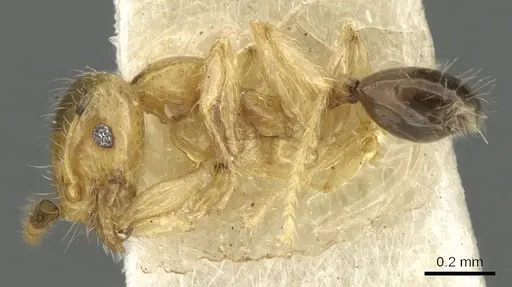 Pheidole gambogia specimen CASENT0901529 image casent0901529_3