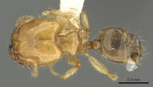 Pheidole gambogia specimen CASENT0901530 image casent0901530_1