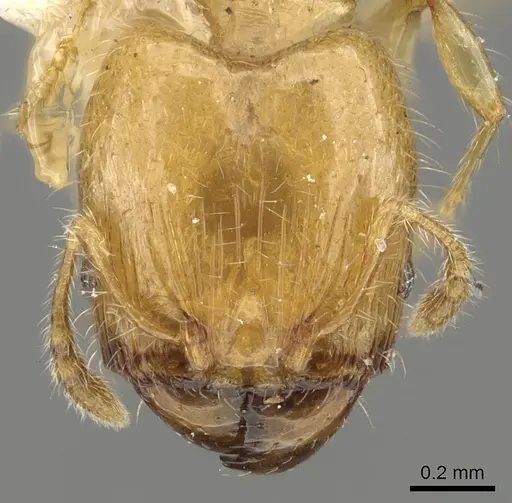 Pheidole gambogia specimen CASENT0901530 image casent0901530_2