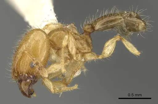 Pheidole gambogia specimen CASENT0901530 image casent0901530_3