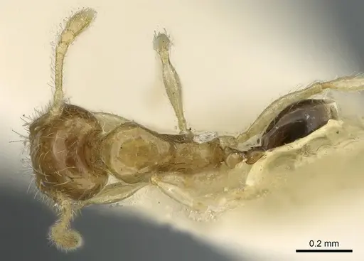 Pheidole gambogia specimen CASENT0906655 image casent0906655_1