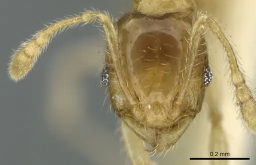 Pheidole gambogia specimen CASENT0906655 image casent0906655_2
