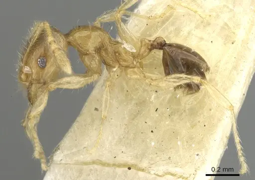 Pheidole gambogia specimen CASENT0906655 image casent0906655_3