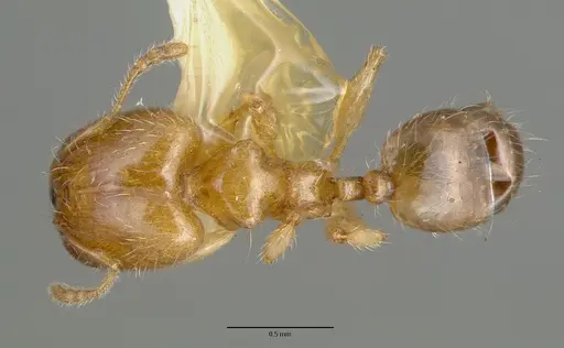 Pheidole gambogia specimen CASTYPE06940-01 image castype06940-01_1