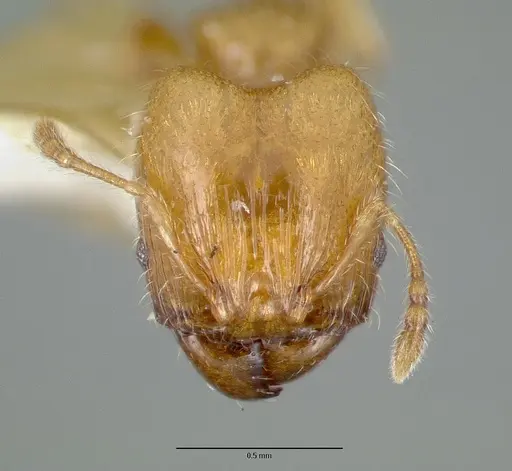 Pheidole gambogia specimen CASTYPE06940-01 image castype06940-01_2