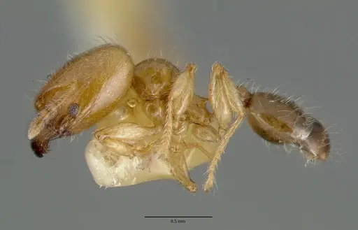 Pheidole gambogia specimen CASTYPE06940-01 image castype06940-01_3