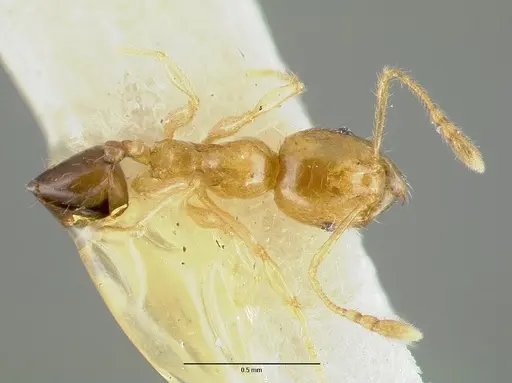 Pheidole gambogia specimen CASTYPE06940-02 image castype06940-02_1
