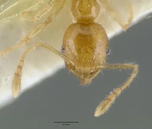 Pheidole gambogia specimen CASTYPE06940-02 image castype06940-02_2