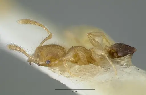 Pheidole gambogia specimen CASTYPE06940-02 image castype06940-02_3