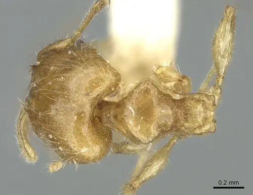 Pheidole gambogia specimen LACMENT316252 image lacment316252_1