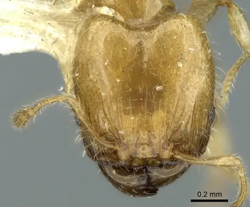 Pheidole gambogia specimen LACMENT316252 image lacment316252_2