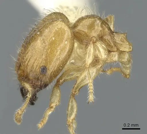 Pheidole gambogia specimen LACMENT316252 image lacment316252_3
