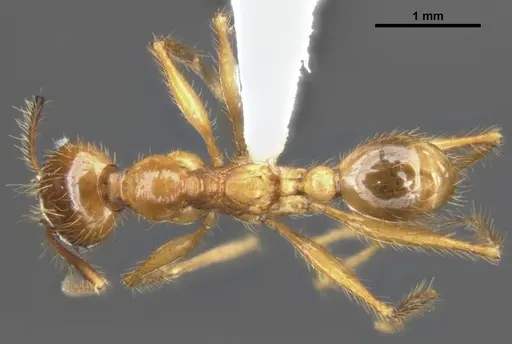Pheidole gatesi specimen ANTWEB1008102 image antweb1008102_1