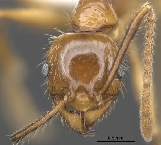 Pheidole gatesi specimen ANTWEB1008102 image antweb1008102_2