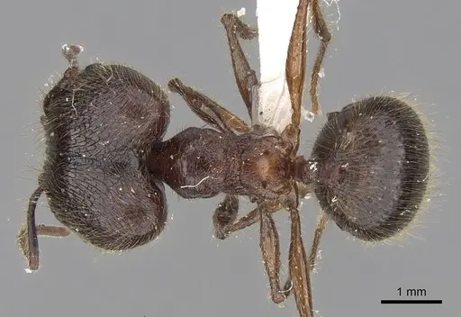 Pheidole gatesi specimen CASENT0281708 image casent0281708_1