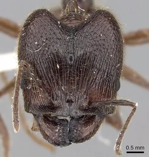 Pheidole gatesi specimen CASENT0281708 image casent0281708_2