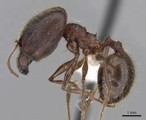 Pheidole gatesi specimen CASENT0281708 image casent0281708_3