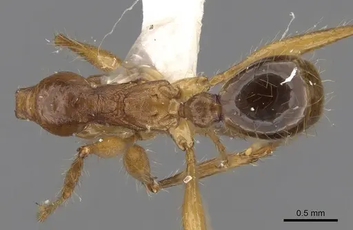 Pheidole gatesi specimen CASENT0281709 image casent0281709_1
