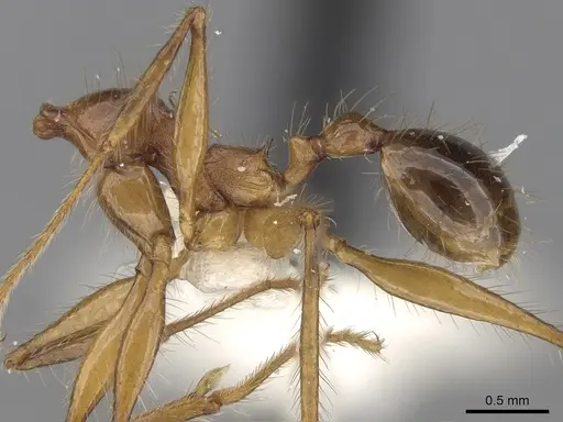 Pheidole gatesi specimen CASENT0281709 image casent0281709_2
