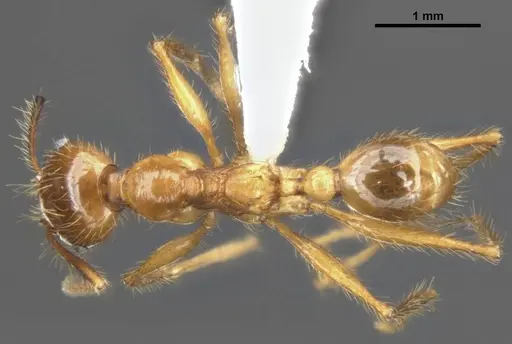 Pheidole gatesi specimen MCZ-ENT00511500 image mcz-ent00511500_1