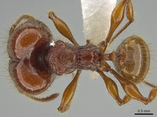 Pheidole gauthieri specimen CASENT0613749 image casent0613749_1