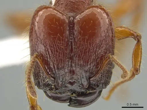 Pheidole gauthieri specimen CASENT0613749 image casent0613749_2