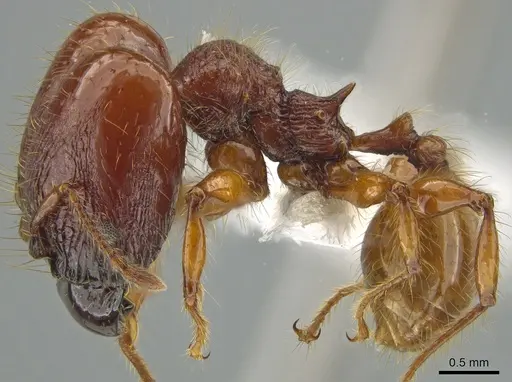 Pheidole gauthieri specimen CASENT0613749 image casent0613749_3