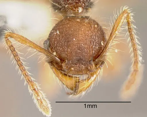Pheidole gauthieri specimen CASENT0635470 image casent0635470_1