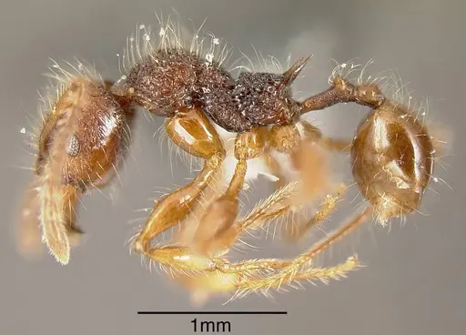 Pheidole gauthieri specimen CASENT0635470 image casent0635470_2