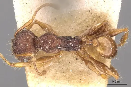 Pheidole gauthieri specimen CASENT0908280 image casent0908280_1