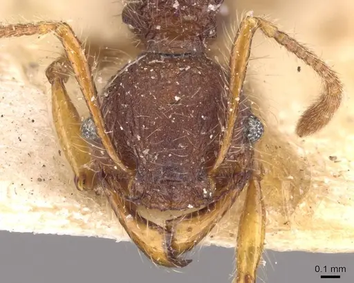 Pheidole gauthieri specimen CASENT0908280 image casent0908280_2