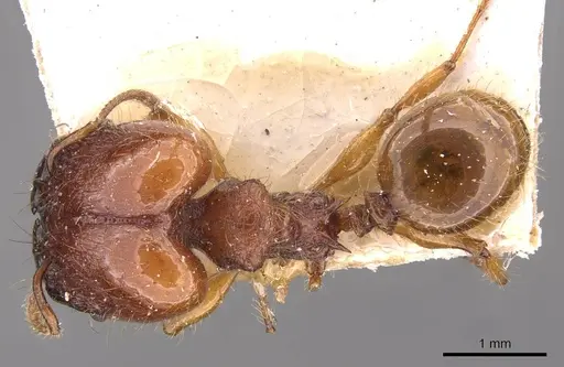 Pheidole gauthieri specimen CASENT0908281 image casent0908281_1