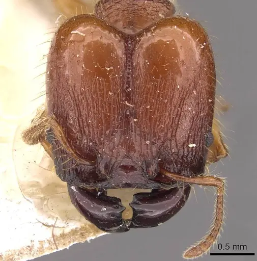 Pheidole gauthieri specimen CASENT0908281 image casent0908281_2