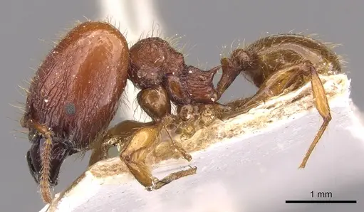 Pheidole gauthieri specimen CASENT0908281 image casent0908281_3