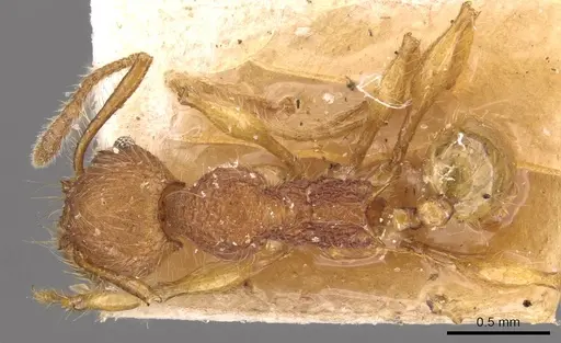 Pheidole gauthieri specimen CASENT0908282 image casent0908282_1