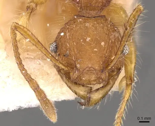 Pheidole gauthieri specimen CASENT0908282 image casent0908282_2