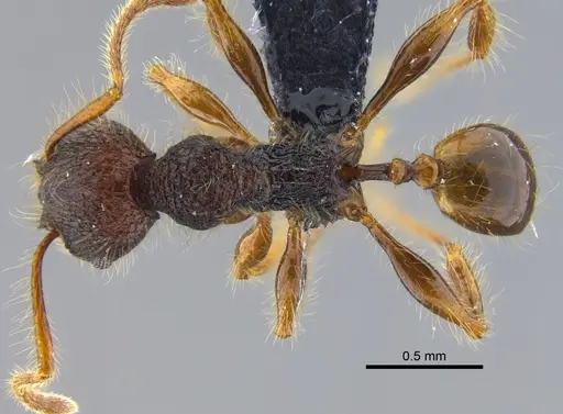 Pheidole gauthieri specimen CBUMAGENT42046 image cbumagent42046_1
