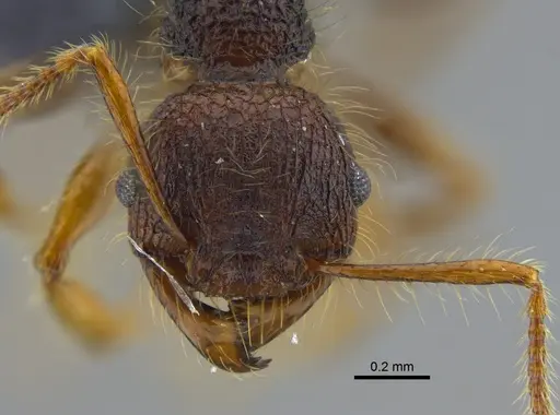Pheidole gauthieri specimen CBUMAGENT42046 image cbumagent42046_2