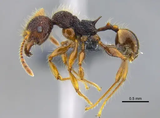 Pheidole gauthieri specimen CBUMAGENT42046 image cbumagent42046_3